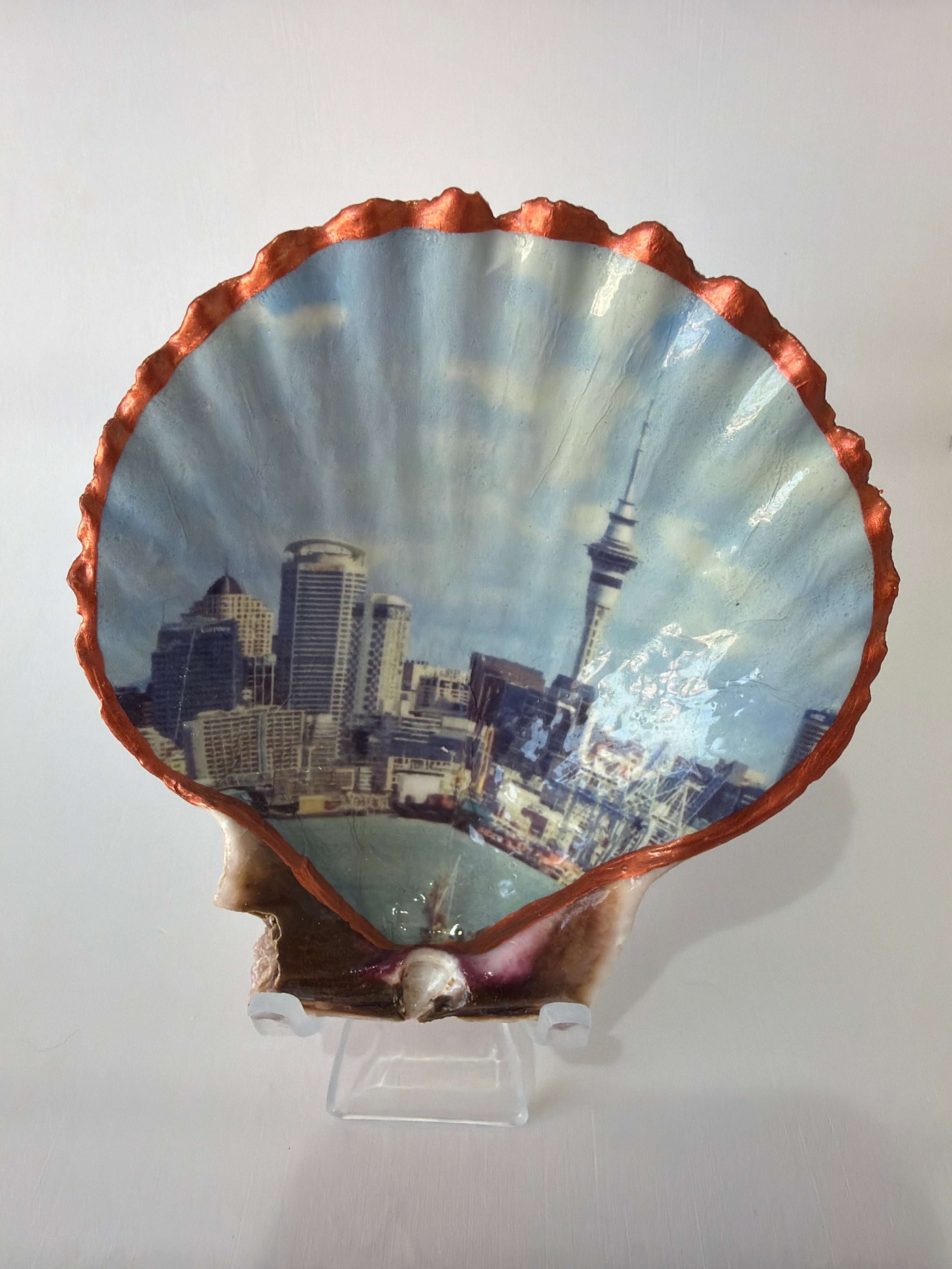 Scallop Art, New Zealand 4”