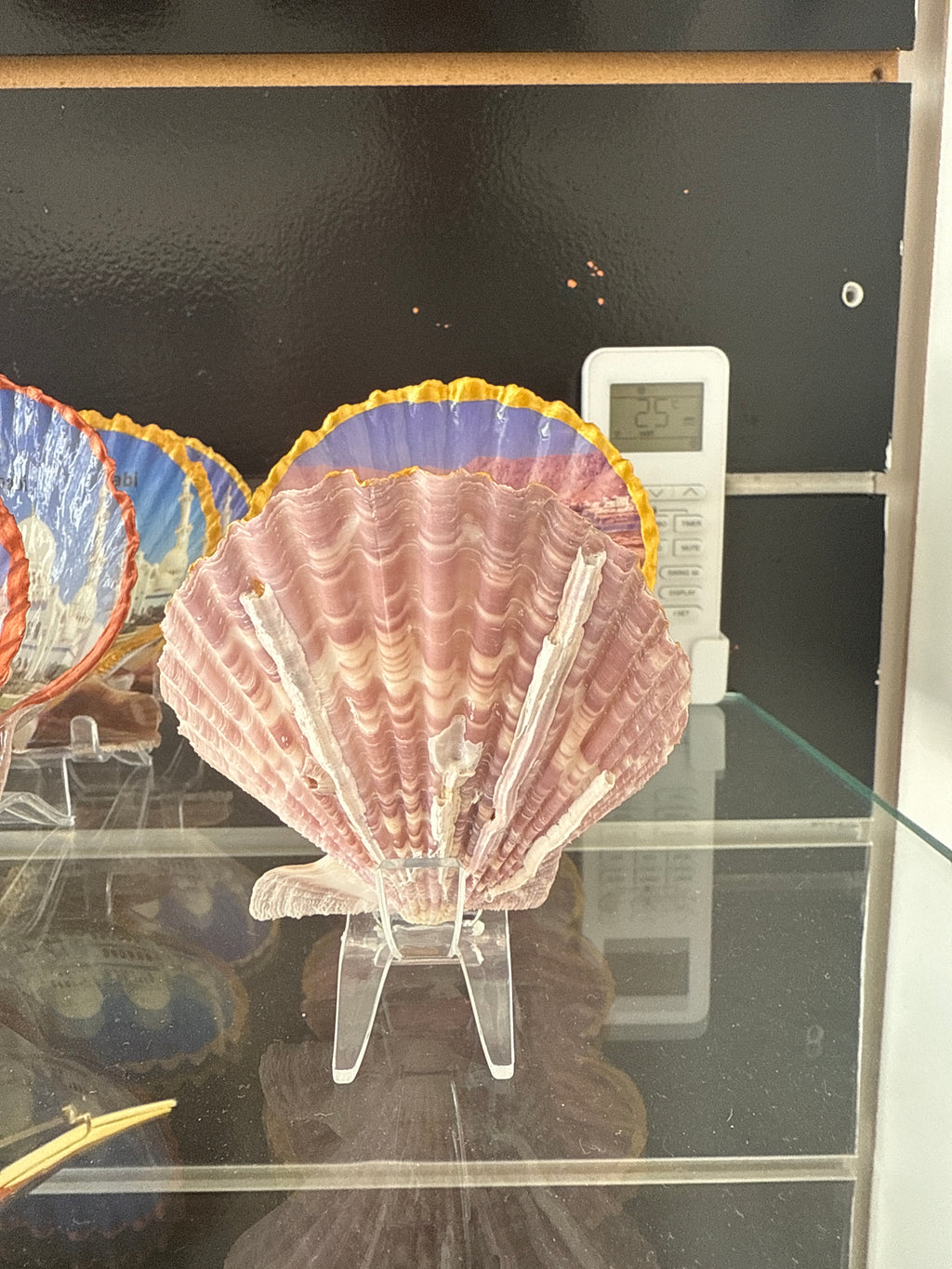 Al Rams, Pink Lake, Scallop Shell