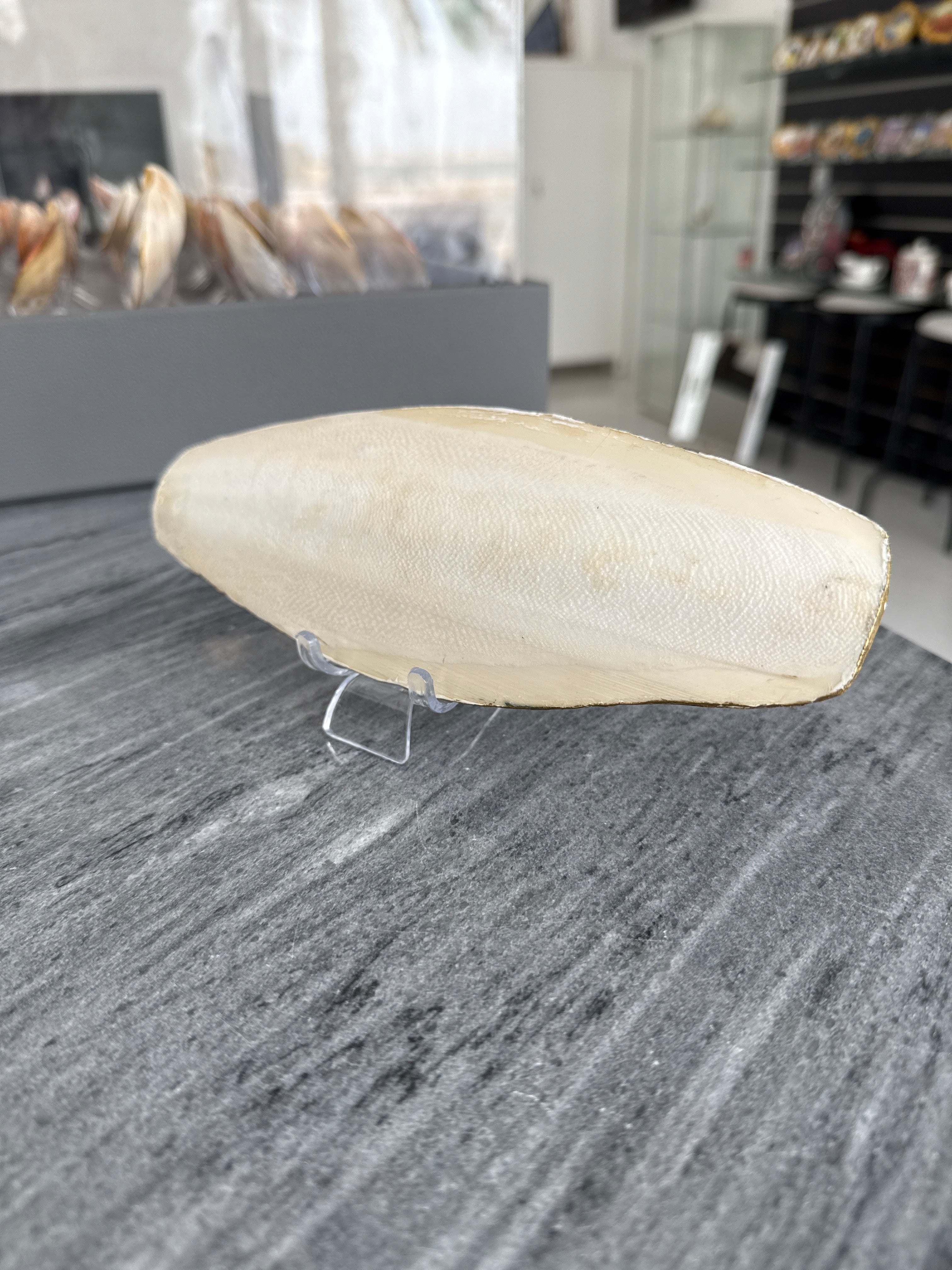 Burj Khalifa, Perfect Cuttlefish Art