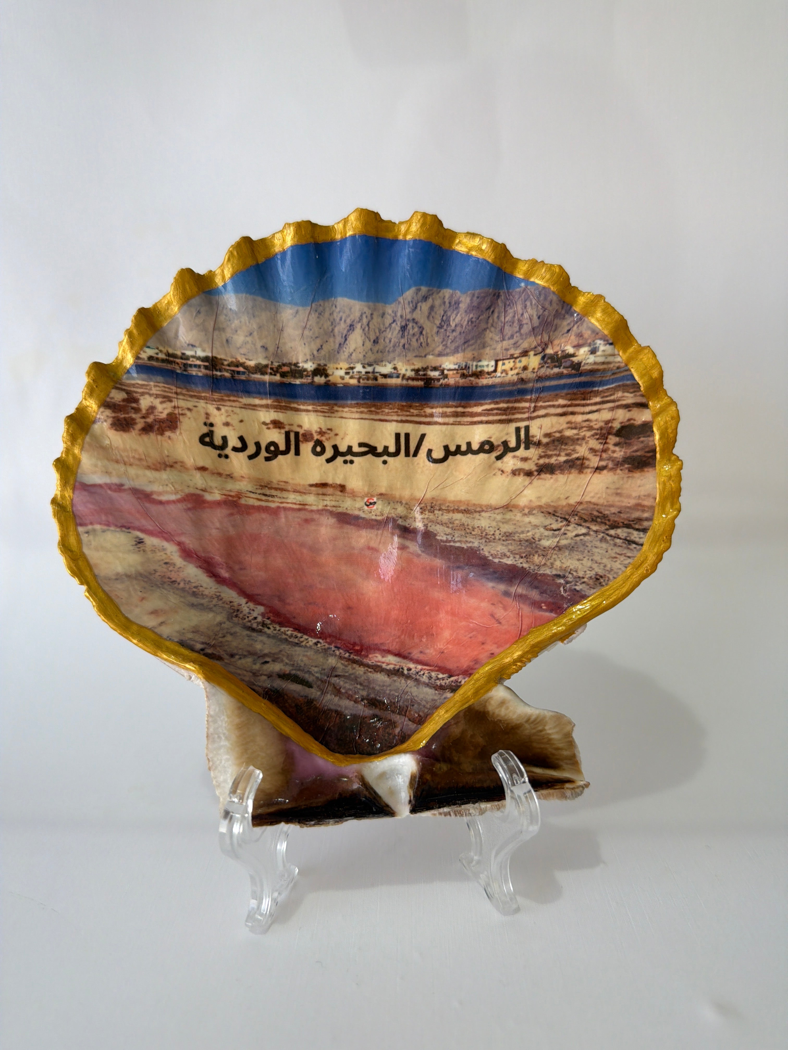 Scallop Art, Al Rams Pink Lake 6”