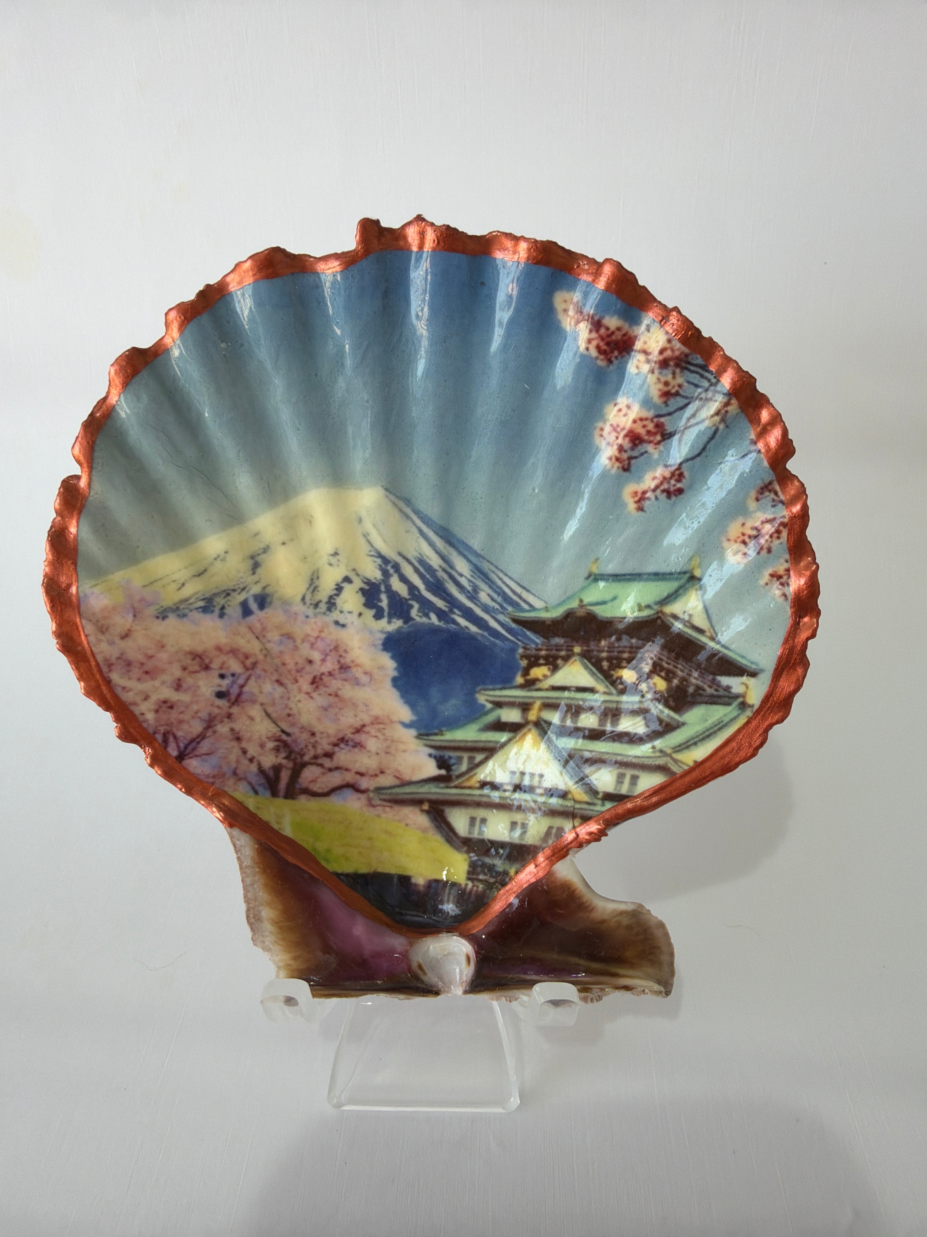 Scallop Art,  Mount Fuji  4.2”