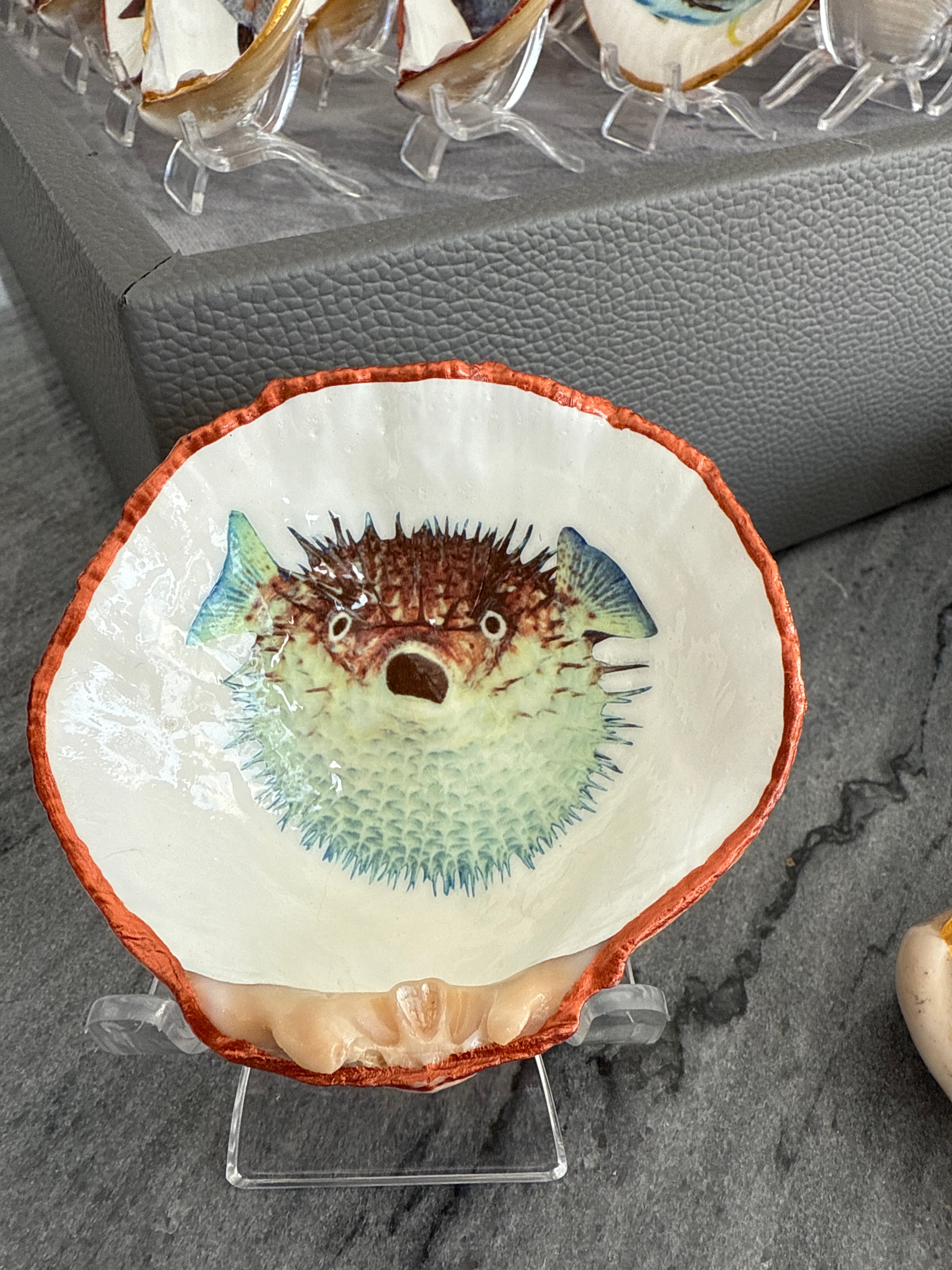 Pufffer Fish, Half Clam