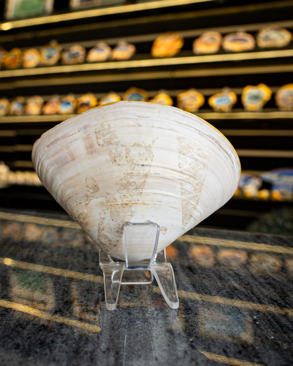 Half Clam Shell, Hammer Head Shark,