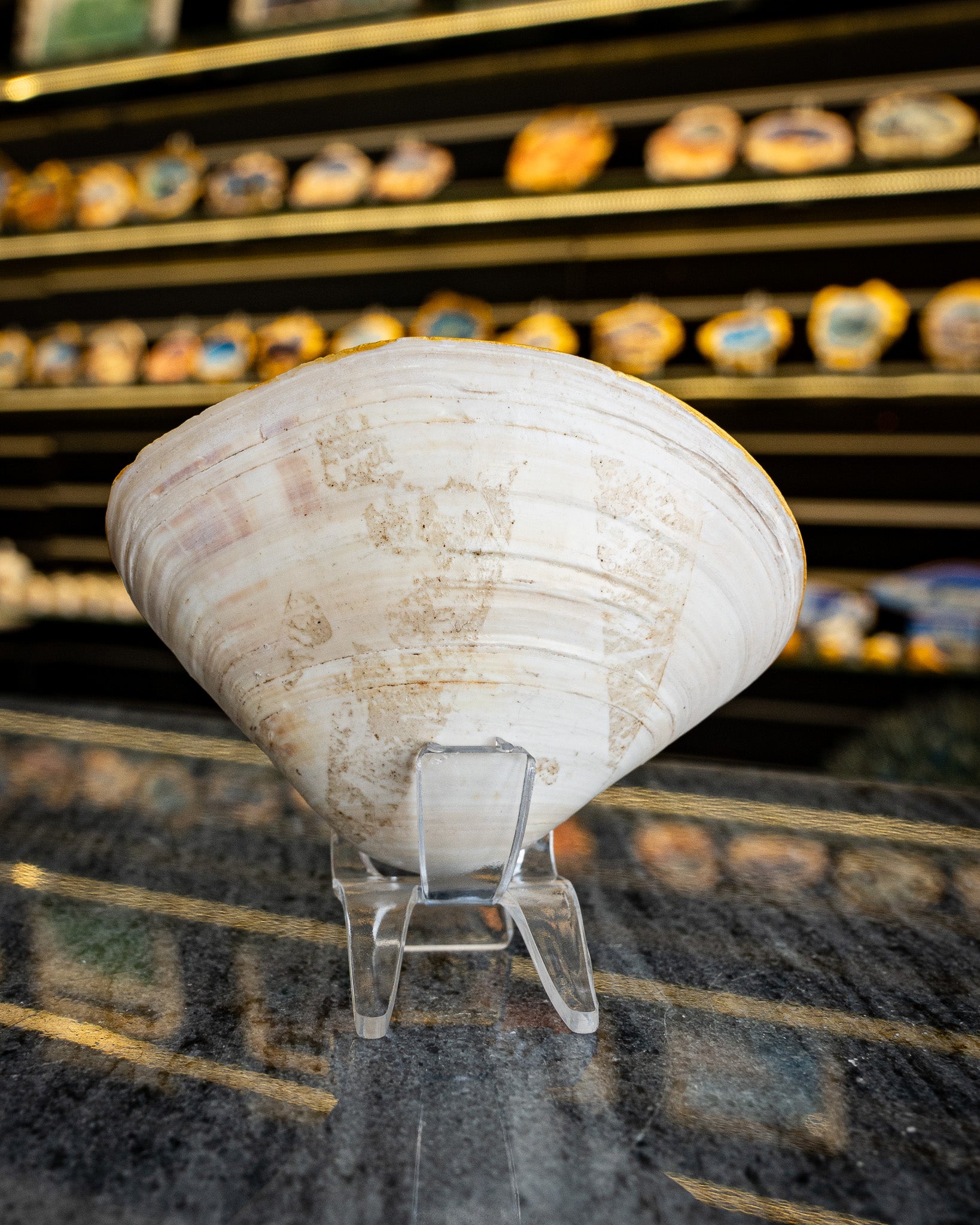 Half Clam Shell, Hammer Head Shark,