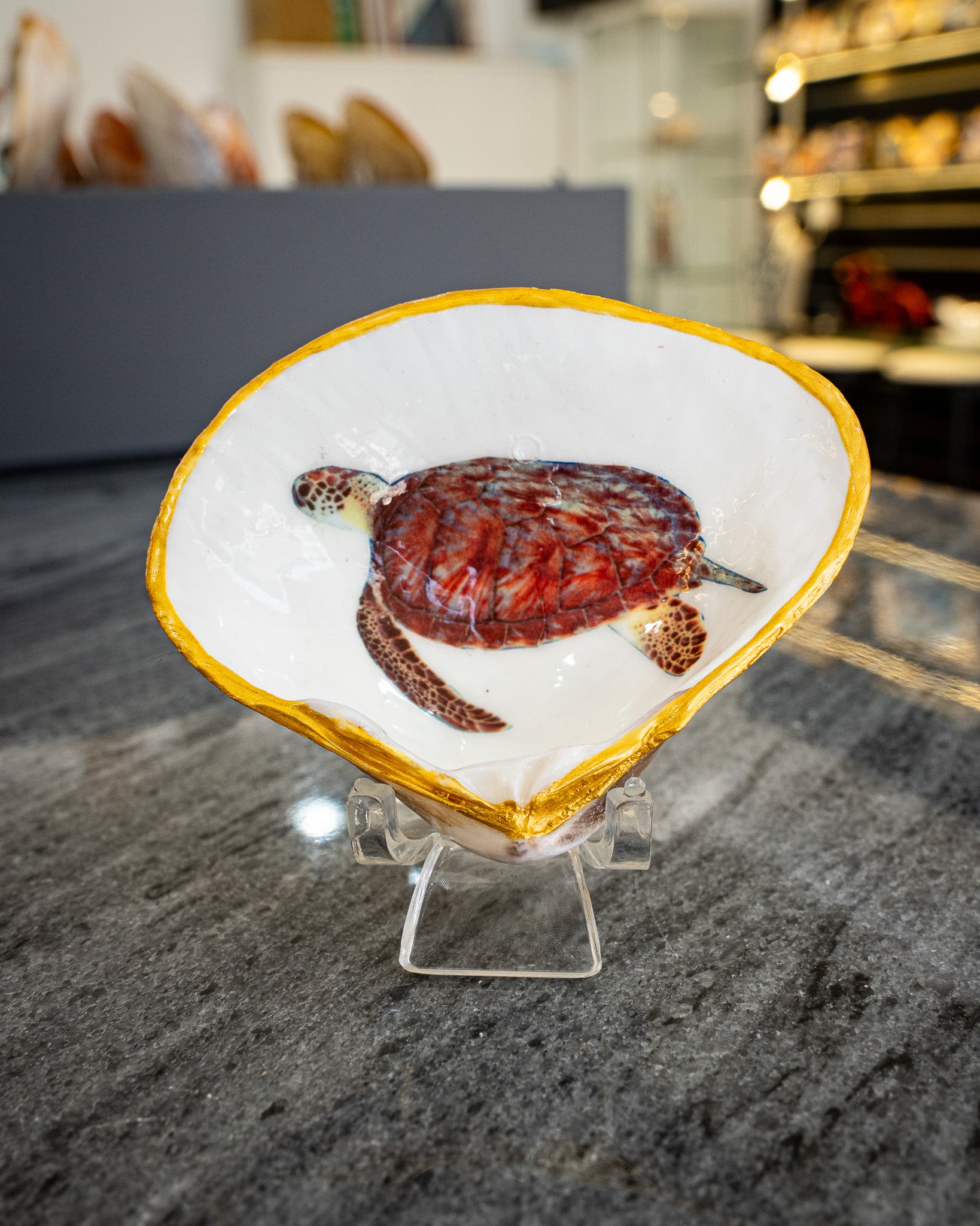 Half Clam Shell, Turtle