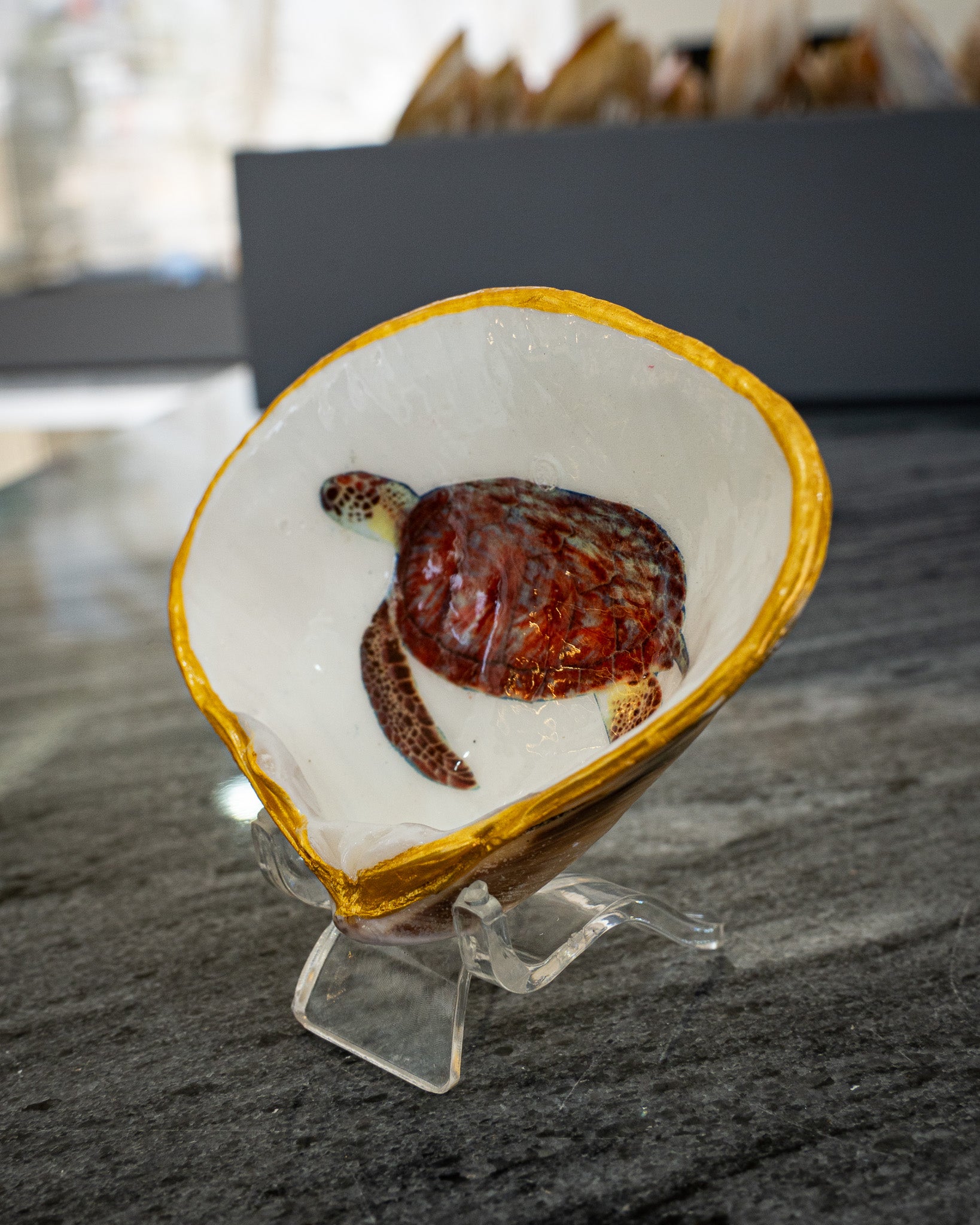 Half Clam Shell, Turtle