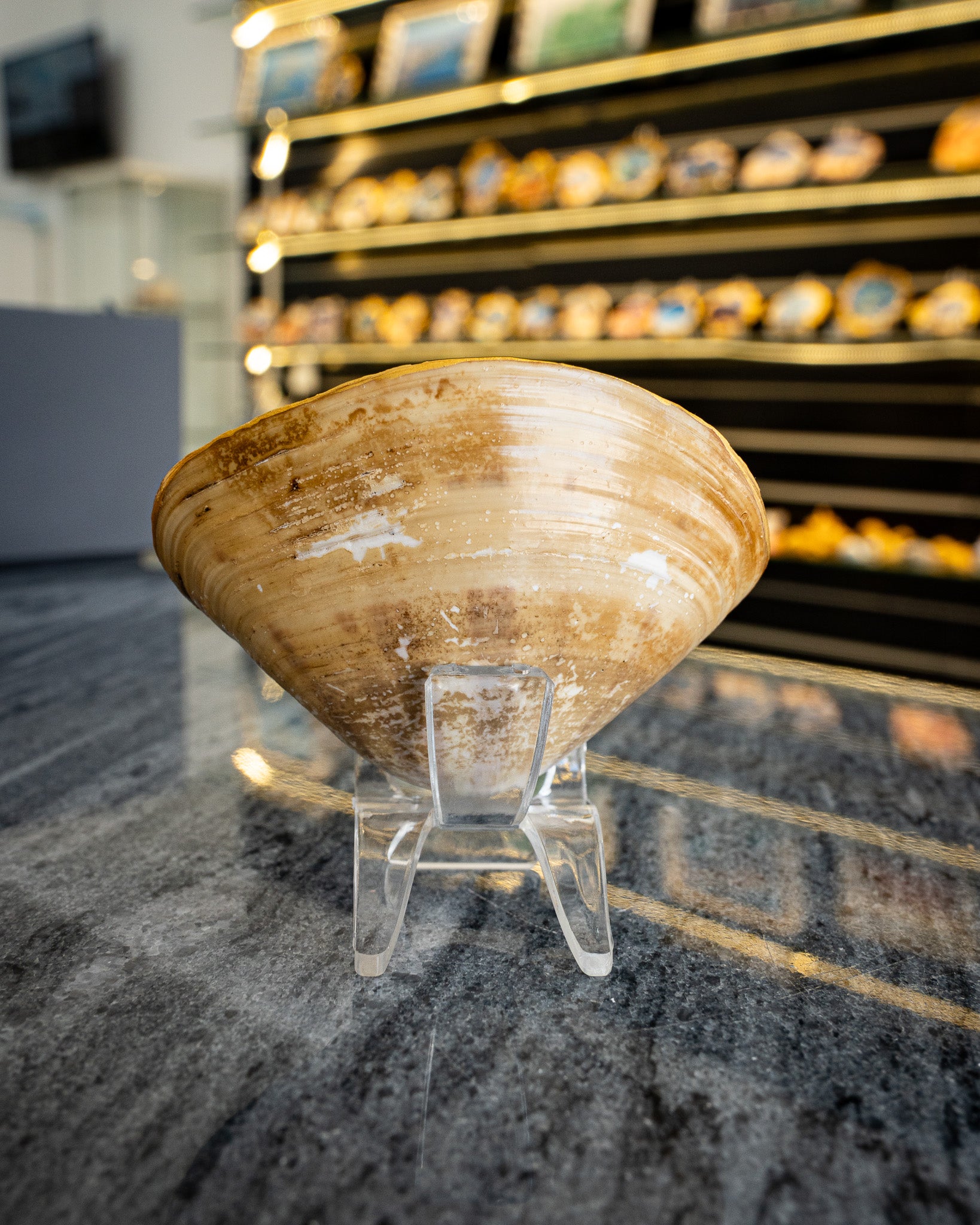 Half Clam Shell, Turtle