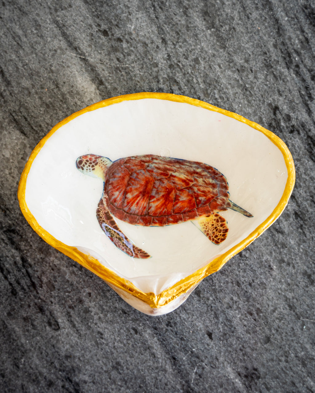 Half Clam Shell, Turtle