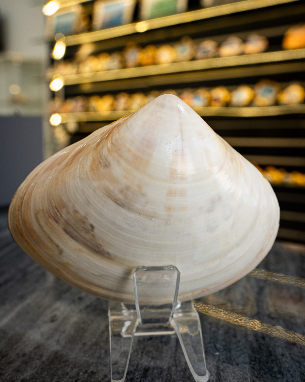 Half Clam Shell, Tuna Fish