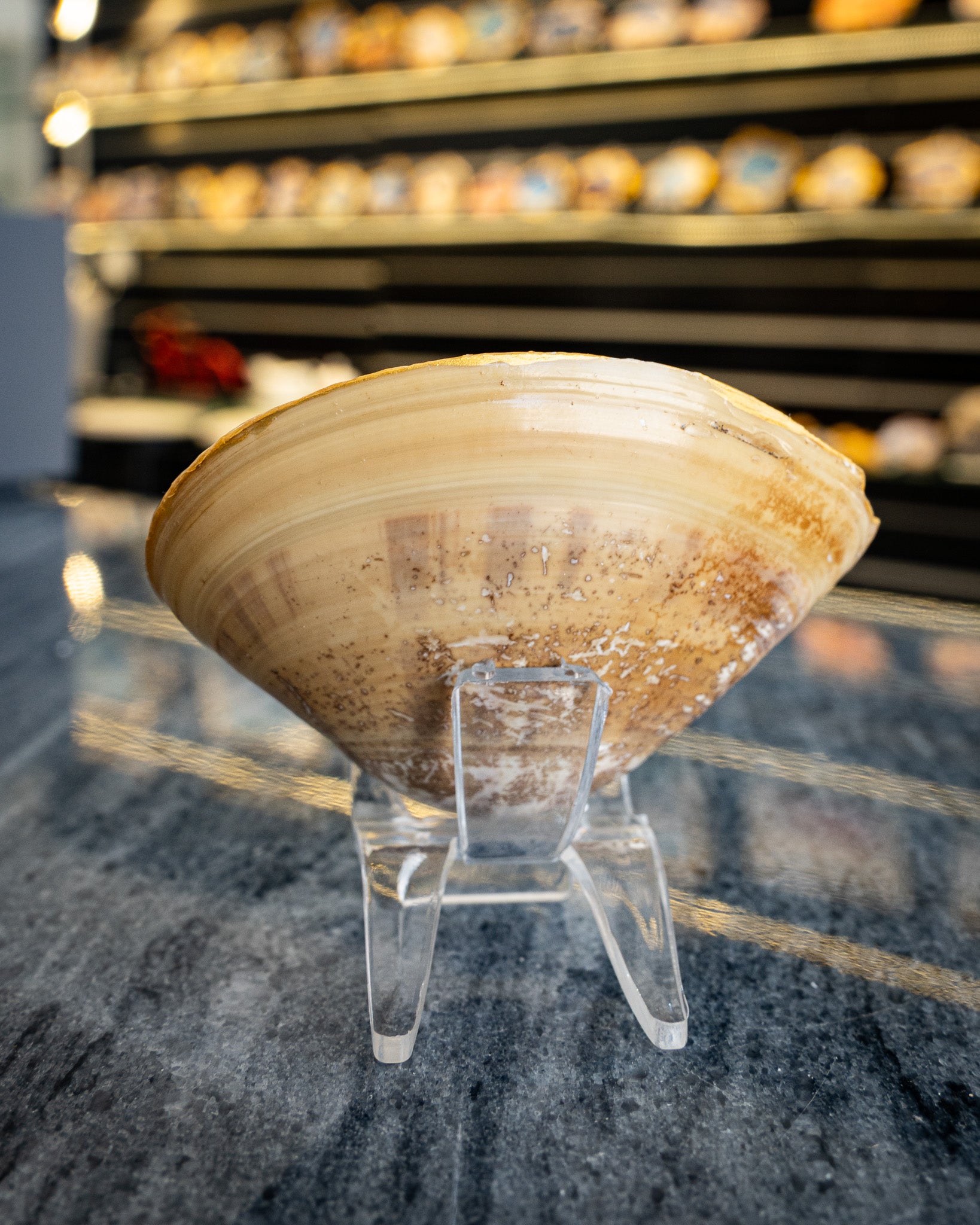 Half Clam Shell, Stingray