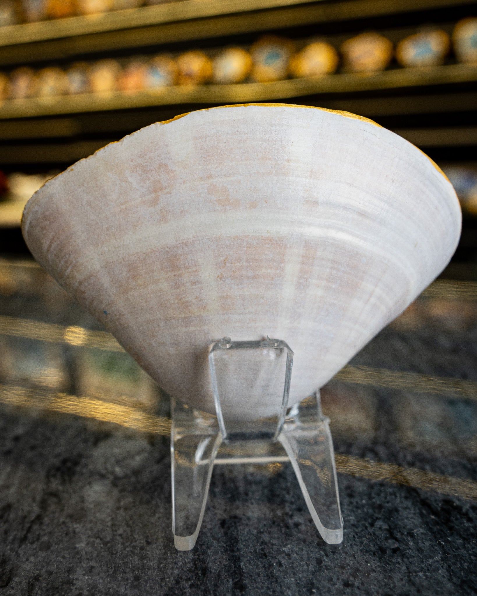 Half Clam Shell, Jellyfish