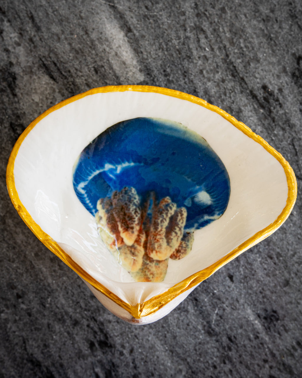Half Clam Shell, Jellyfish