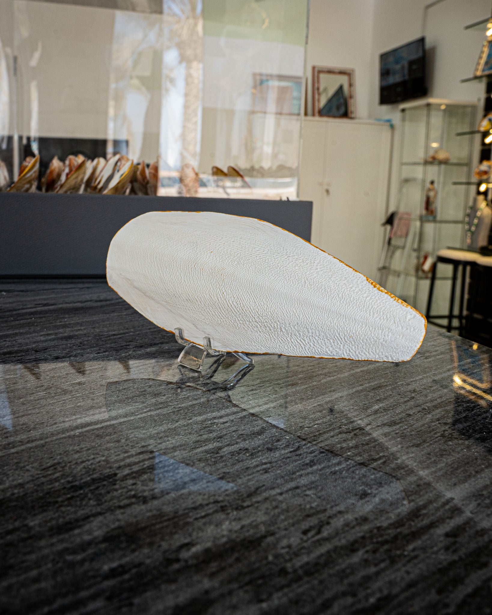 Perfect Cuttlefish Art, Dubai