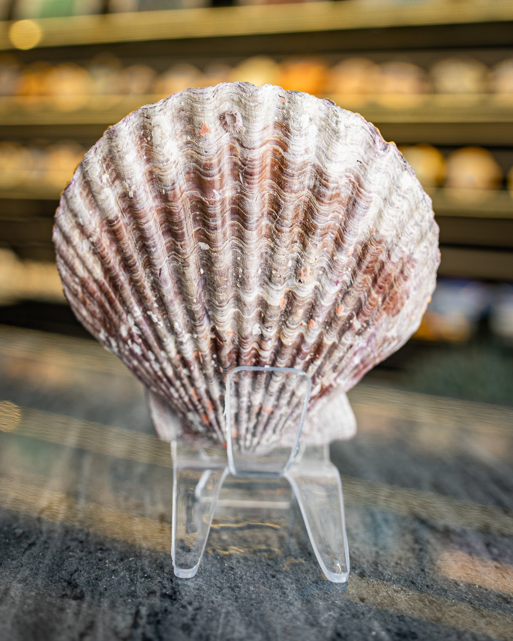 Scallop Art, Al Rams, Pink lake 4"