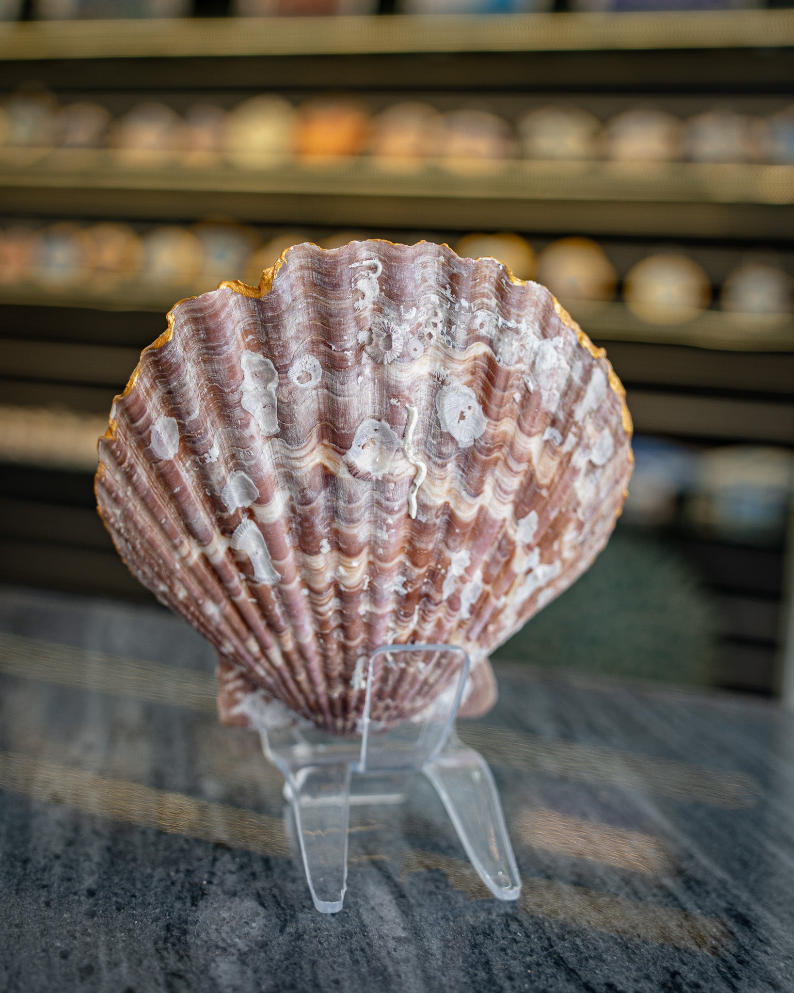 Scallop Art, Dhayah Fort 4.5"