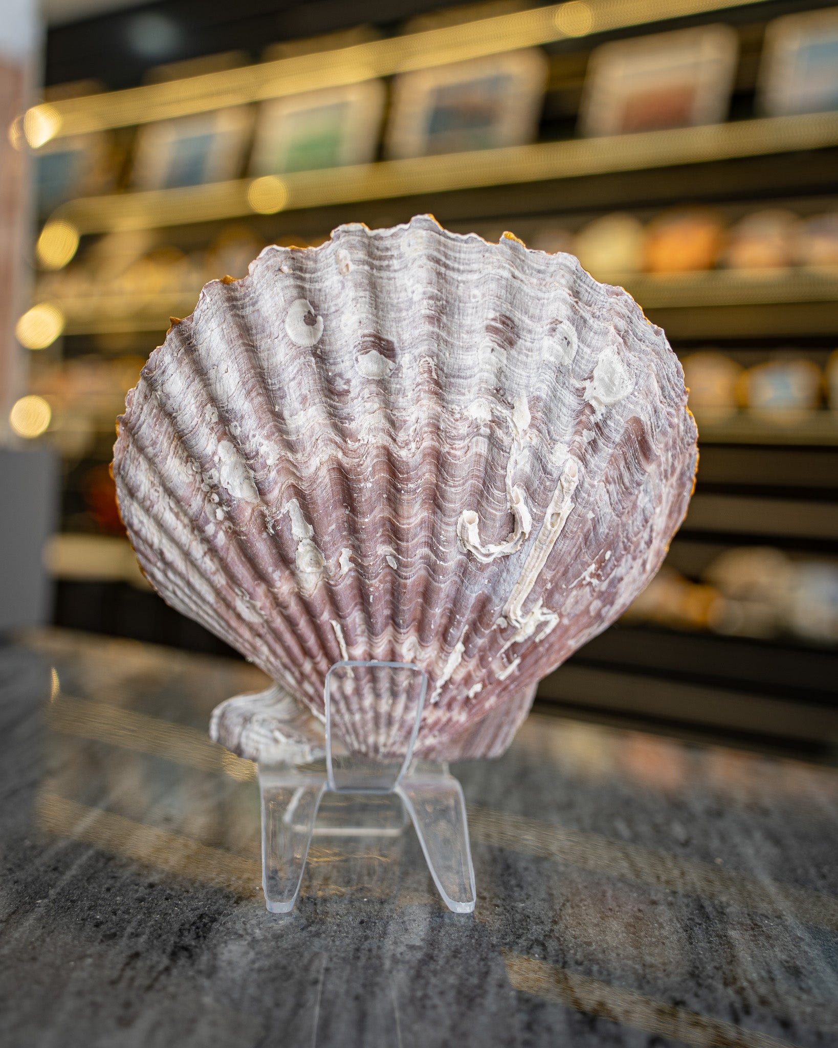 Scallop Art, Dubai Burj Khalifa 4.8"