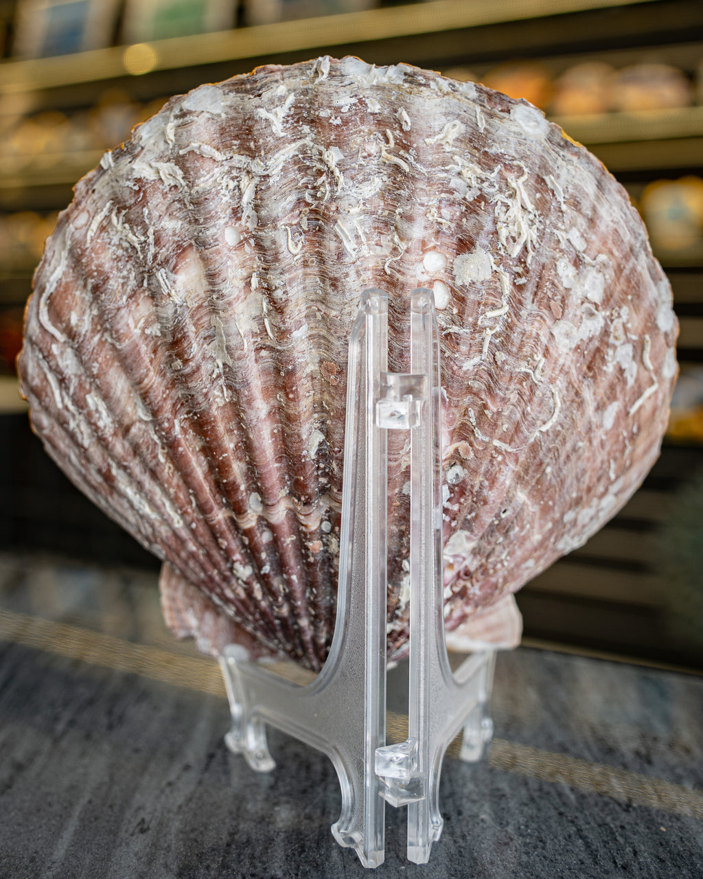 Scallop Art, Abu Dhabi Shaikh Zayed Mosque 6.8"