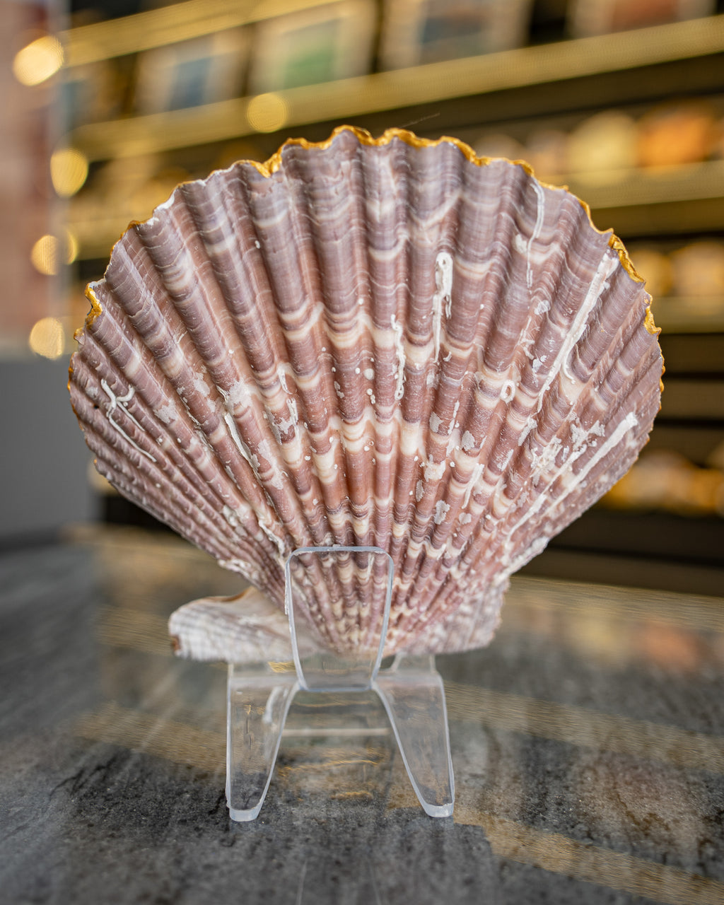 Scallop Art, Al Marjan Island 4.5"