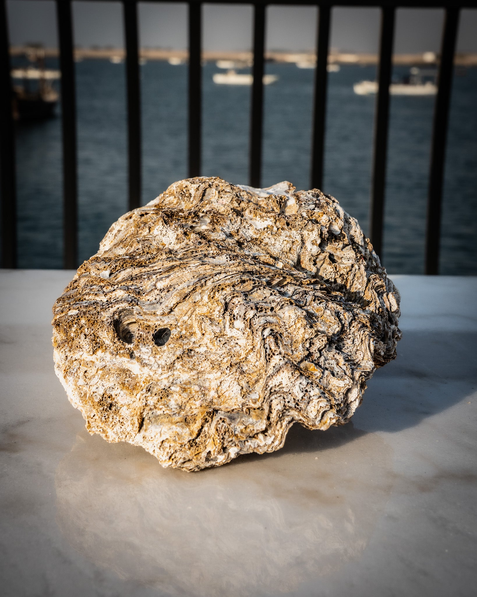 Large Natural Oyster Shell