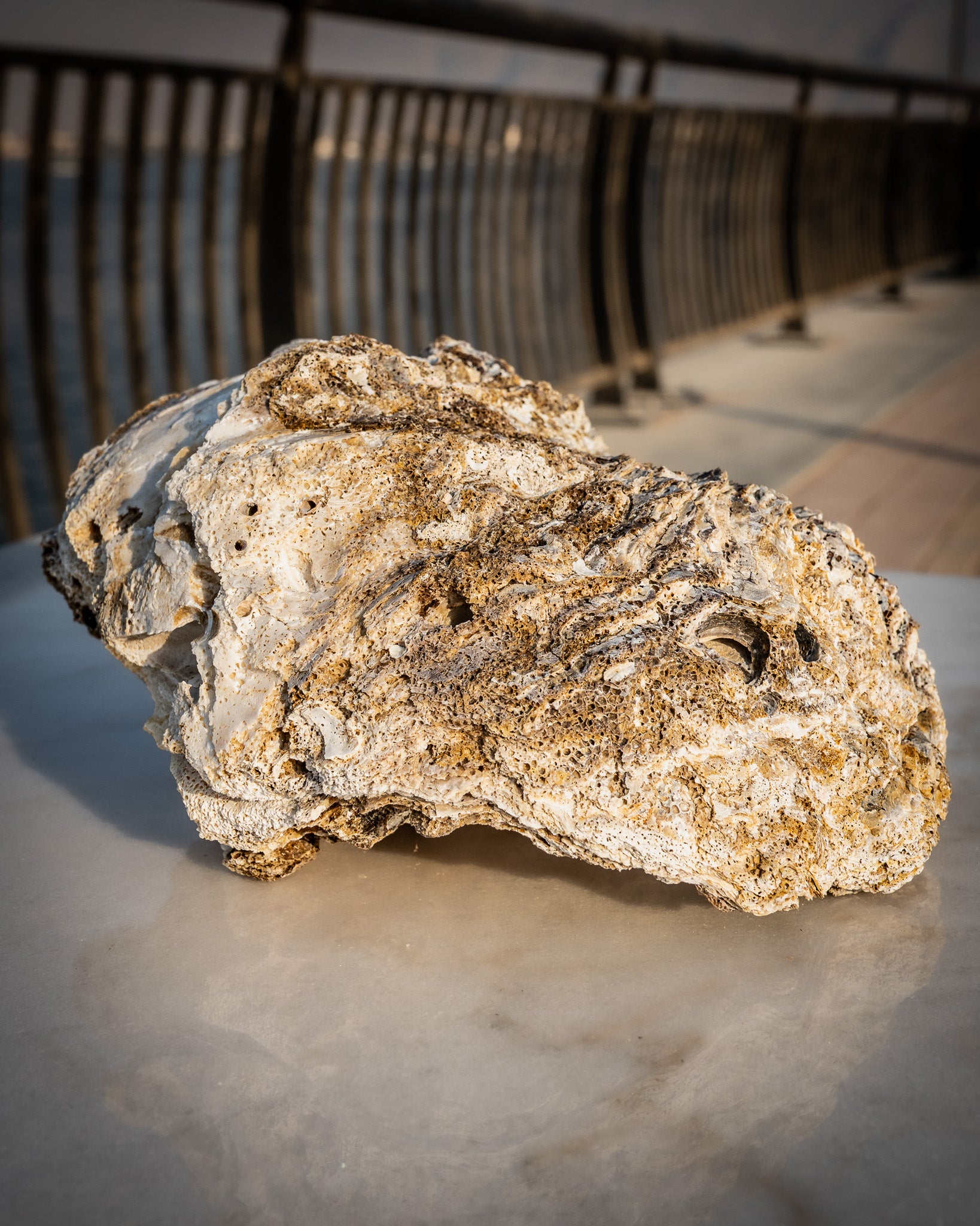 Large Natural Oyster Shell