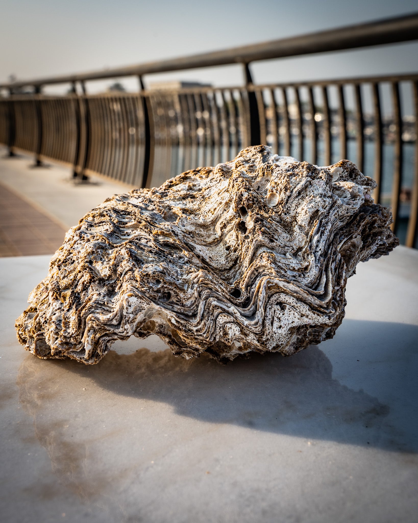 Large Natural Oyster Shell