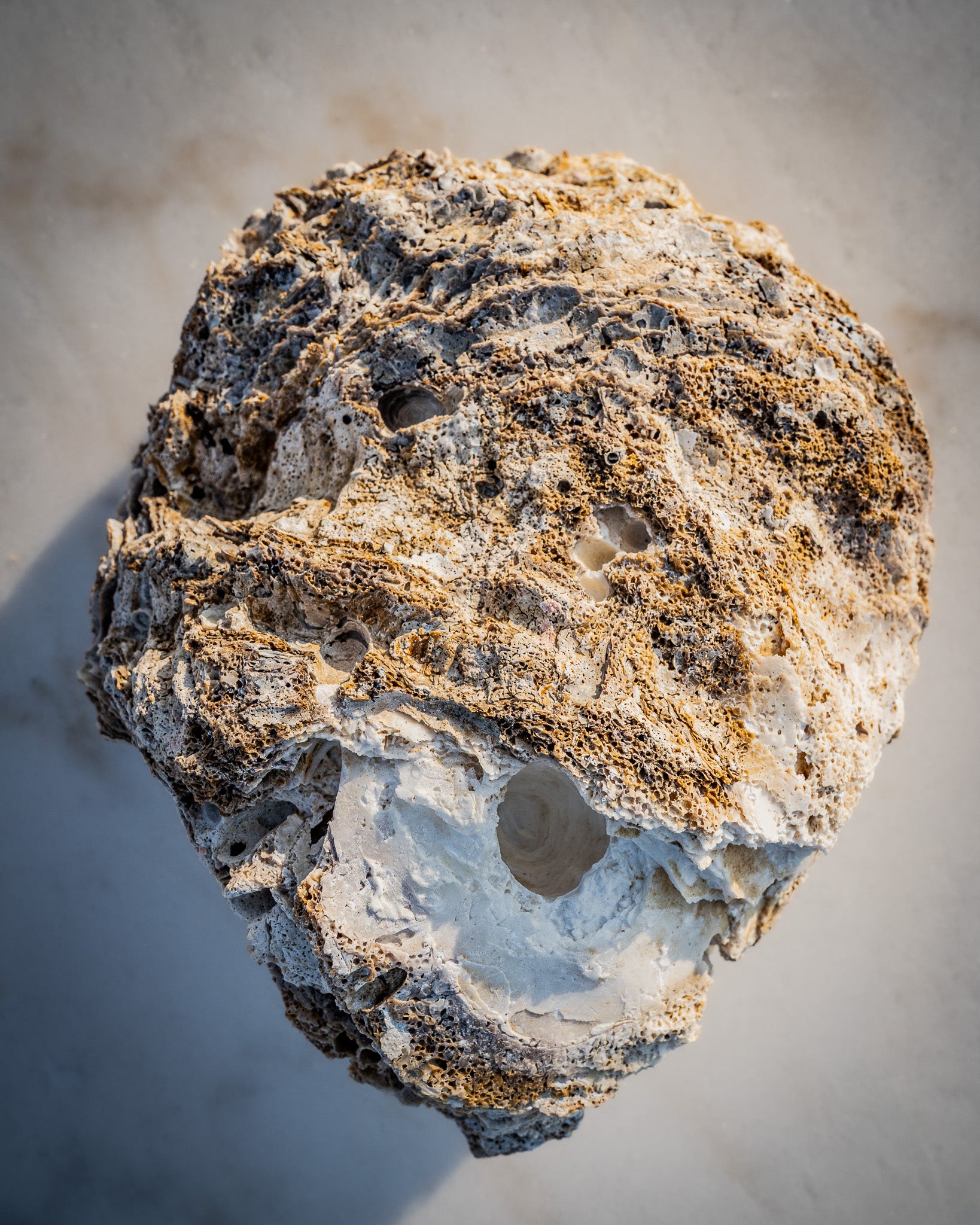 Large Natural Oyster Shell