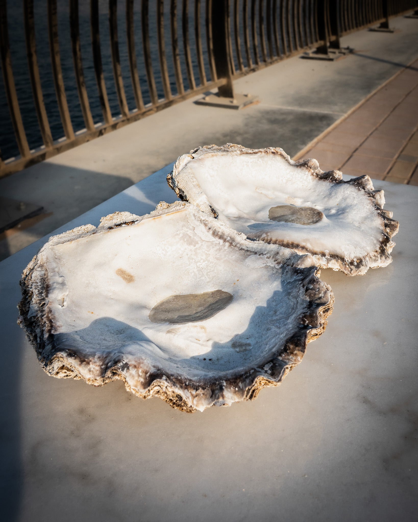 Large Natural Oyster Shell