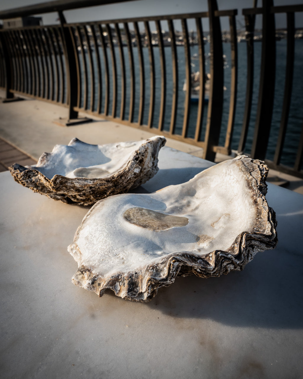Large Natural Oyster Shell
