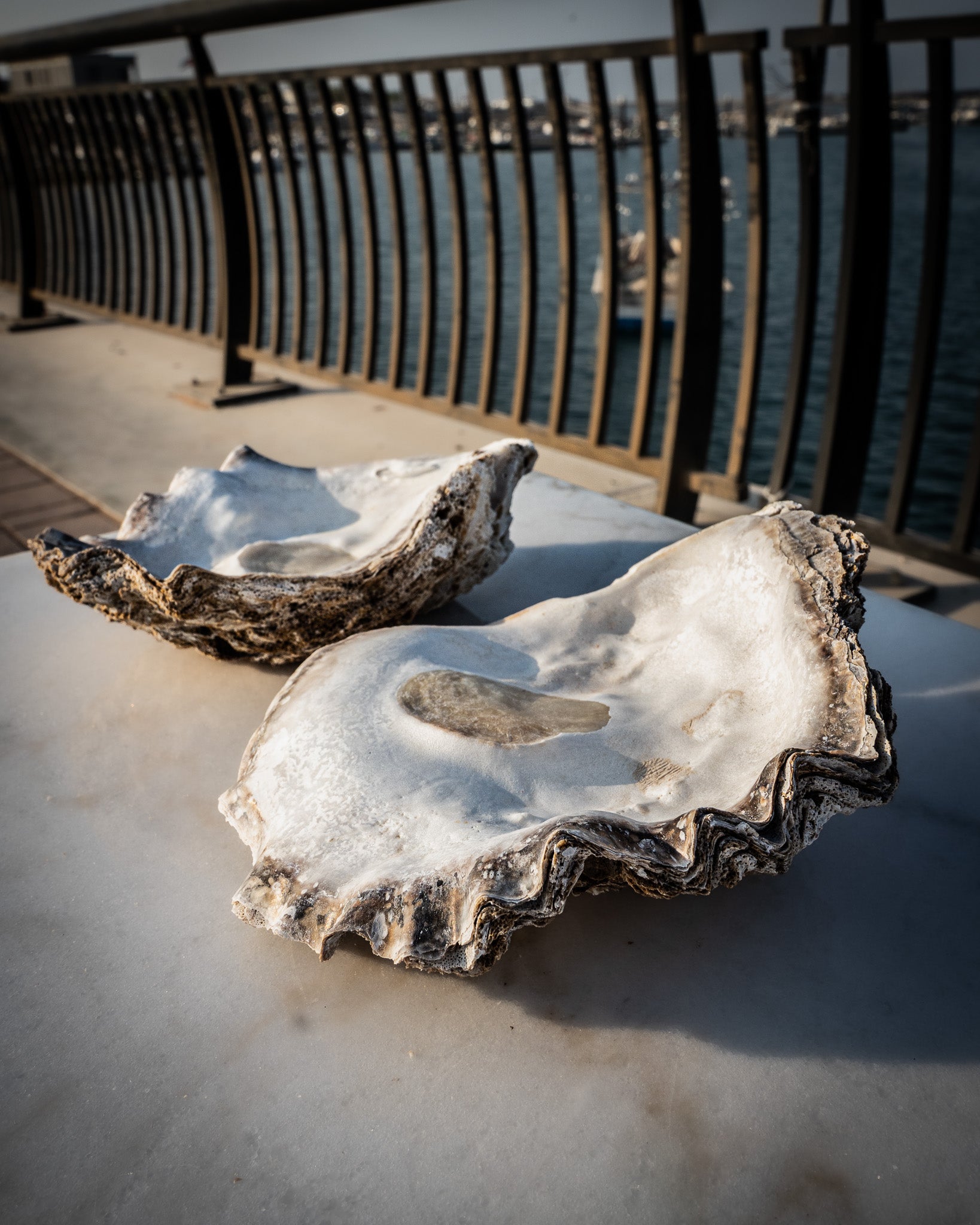 Large Natural Oyster Shell