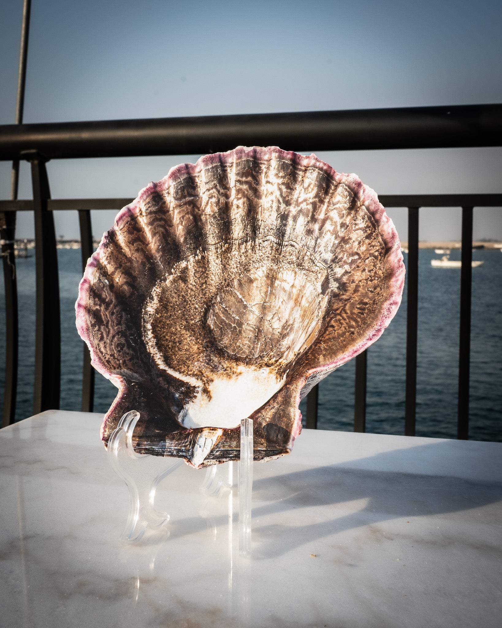Natural XXL Scallop Shell 8x8 Inch