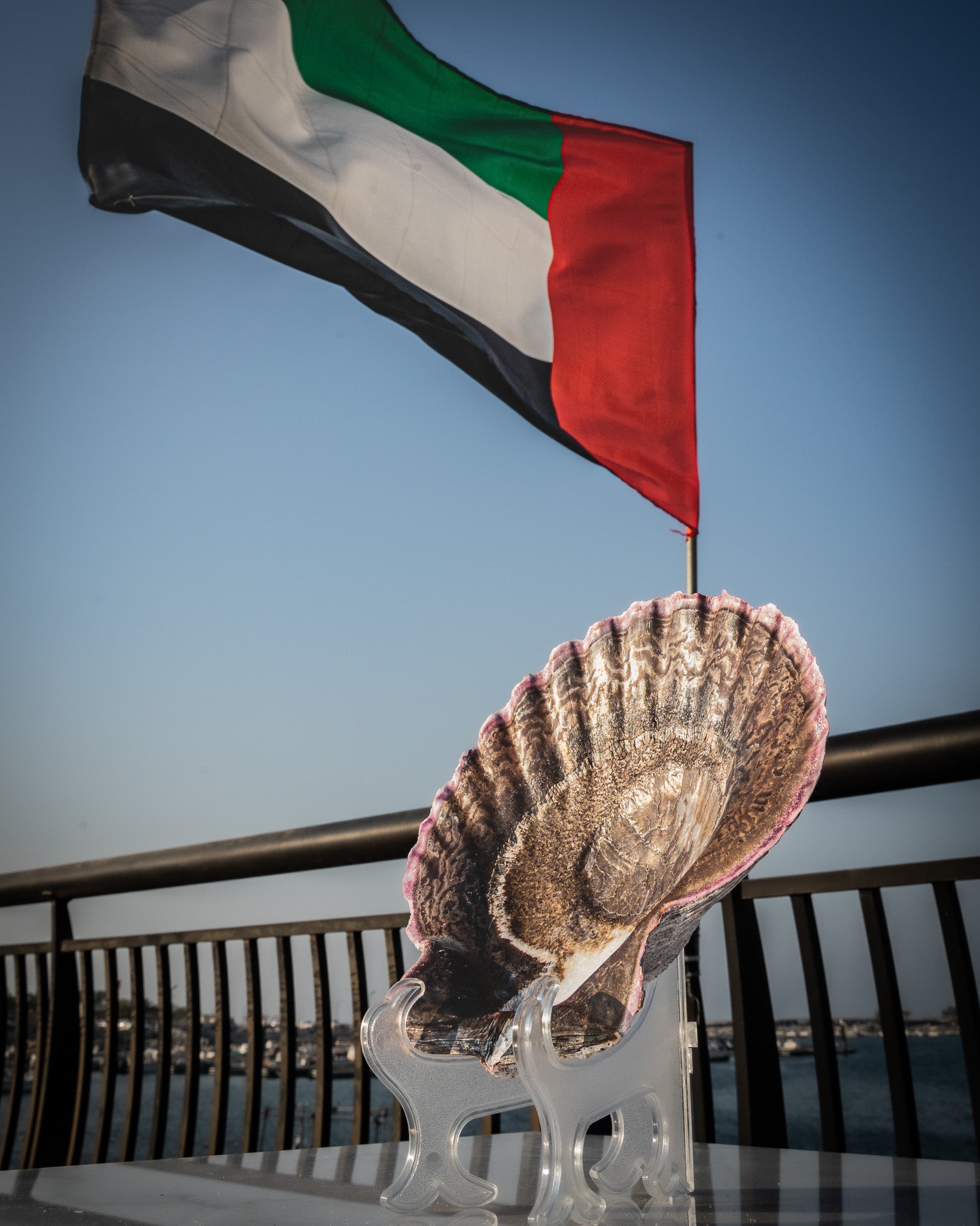 Natural XXL Scallop Shell 8x8 Inch