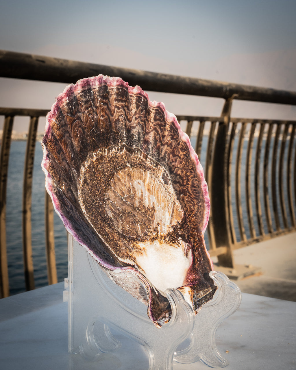 Natural XXL Scallop Shell 8x8 Inch