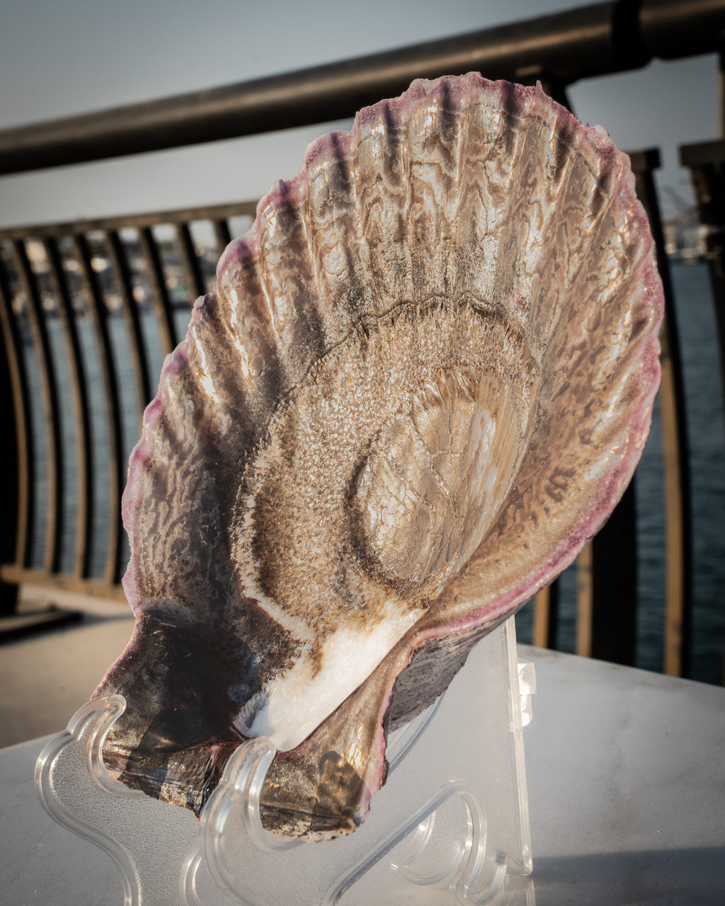 Natural XXL Scallop Shell 8x8 Inch