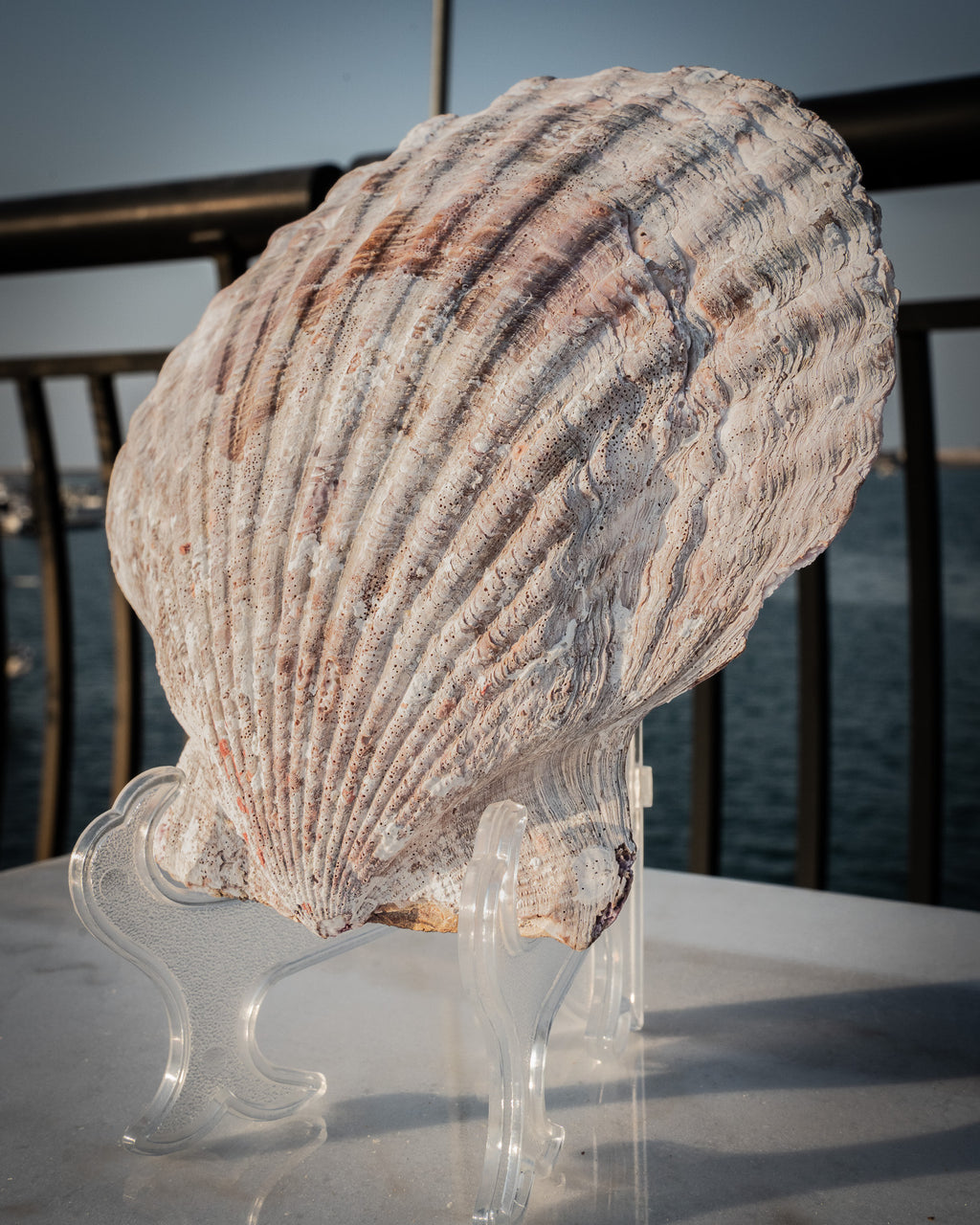 Natural XXL Scallop Shell 8x8 Inch