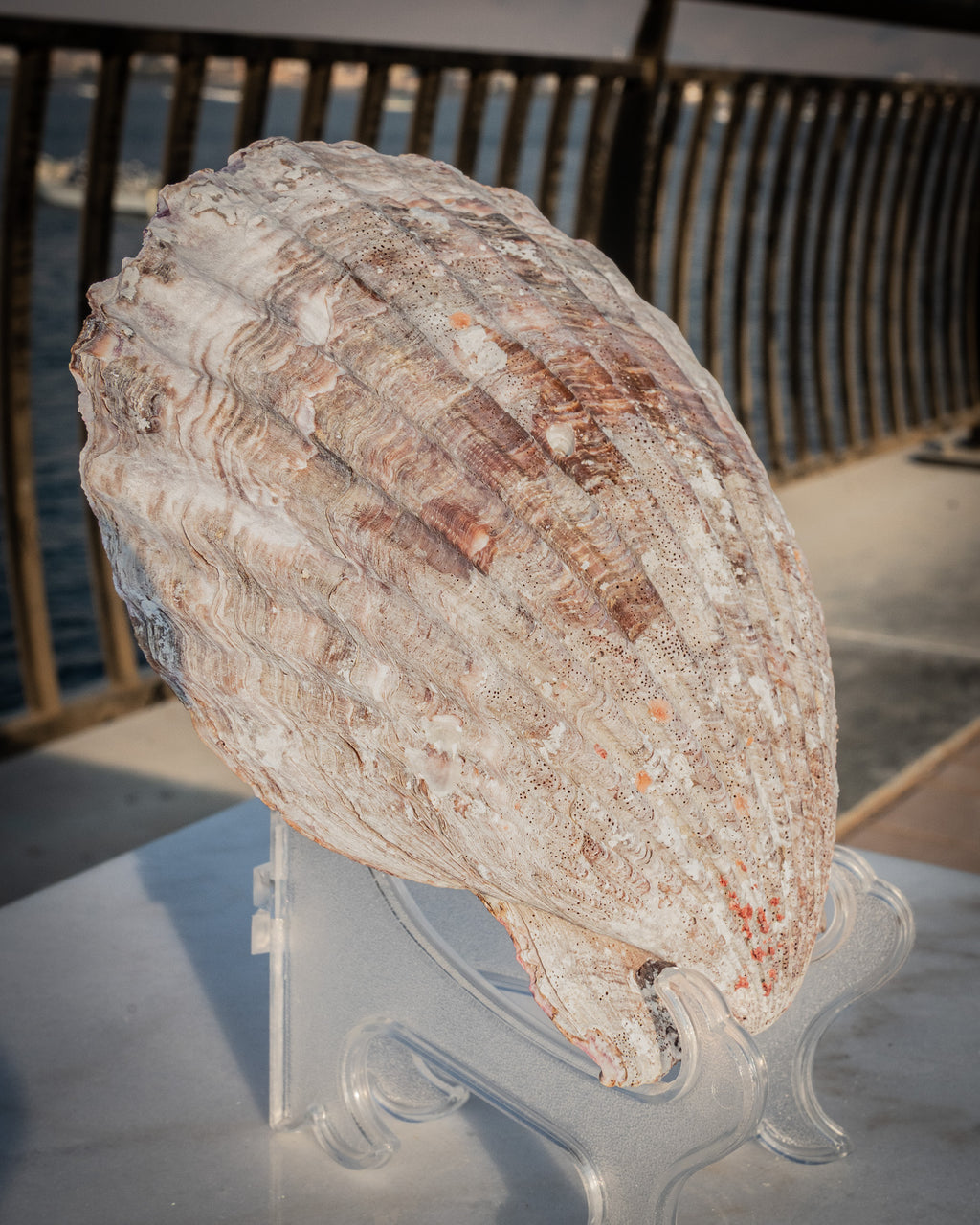 Natural XXL Scallop Shell 8x8 Inch