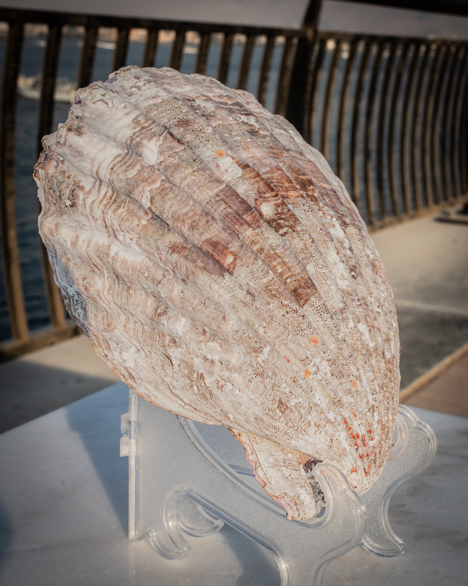 Natural XXL Scallop Shell 8x8 Inch