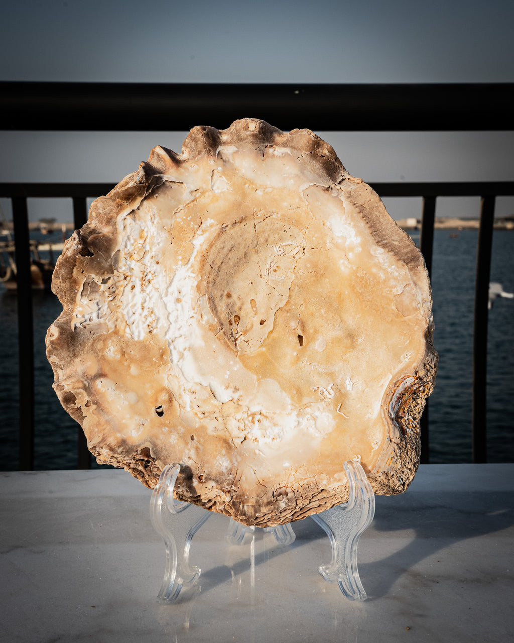 Incredibly rare large natural oyster shell