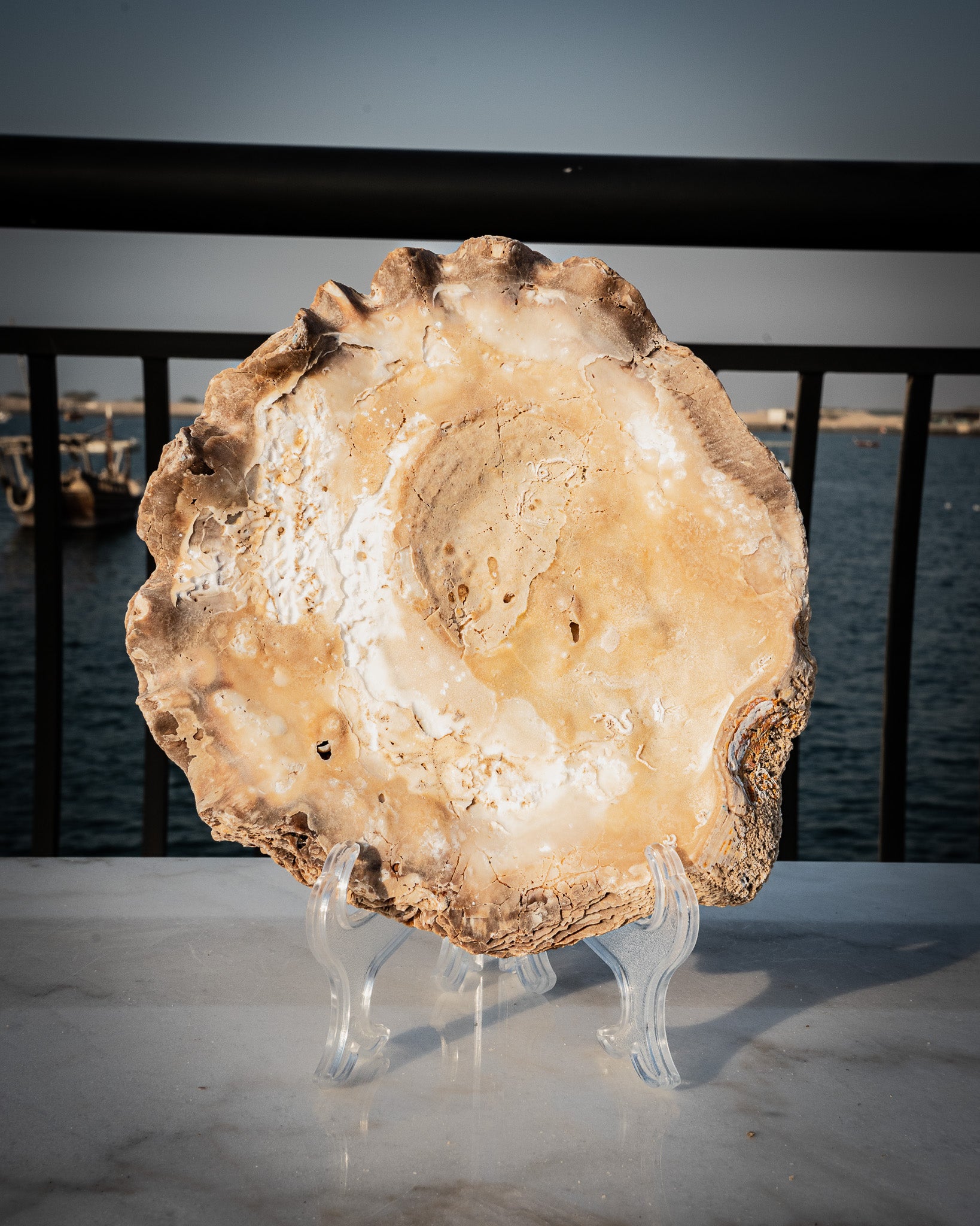 Incredibly rare large natural oyster shell