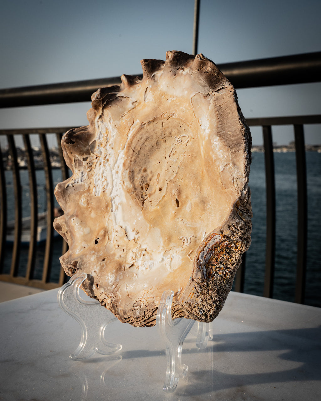 Incredibly rare large natural oyster shell