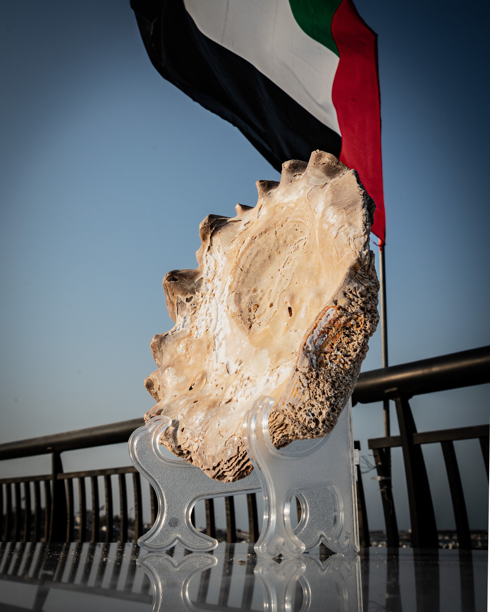 Incredibly rare large natural oyster shell