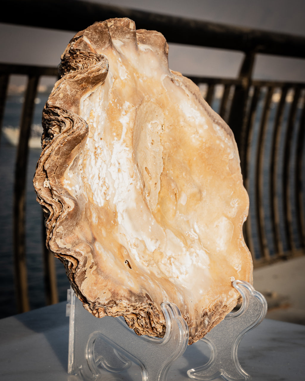 Incredibly rare large natural oyster shell