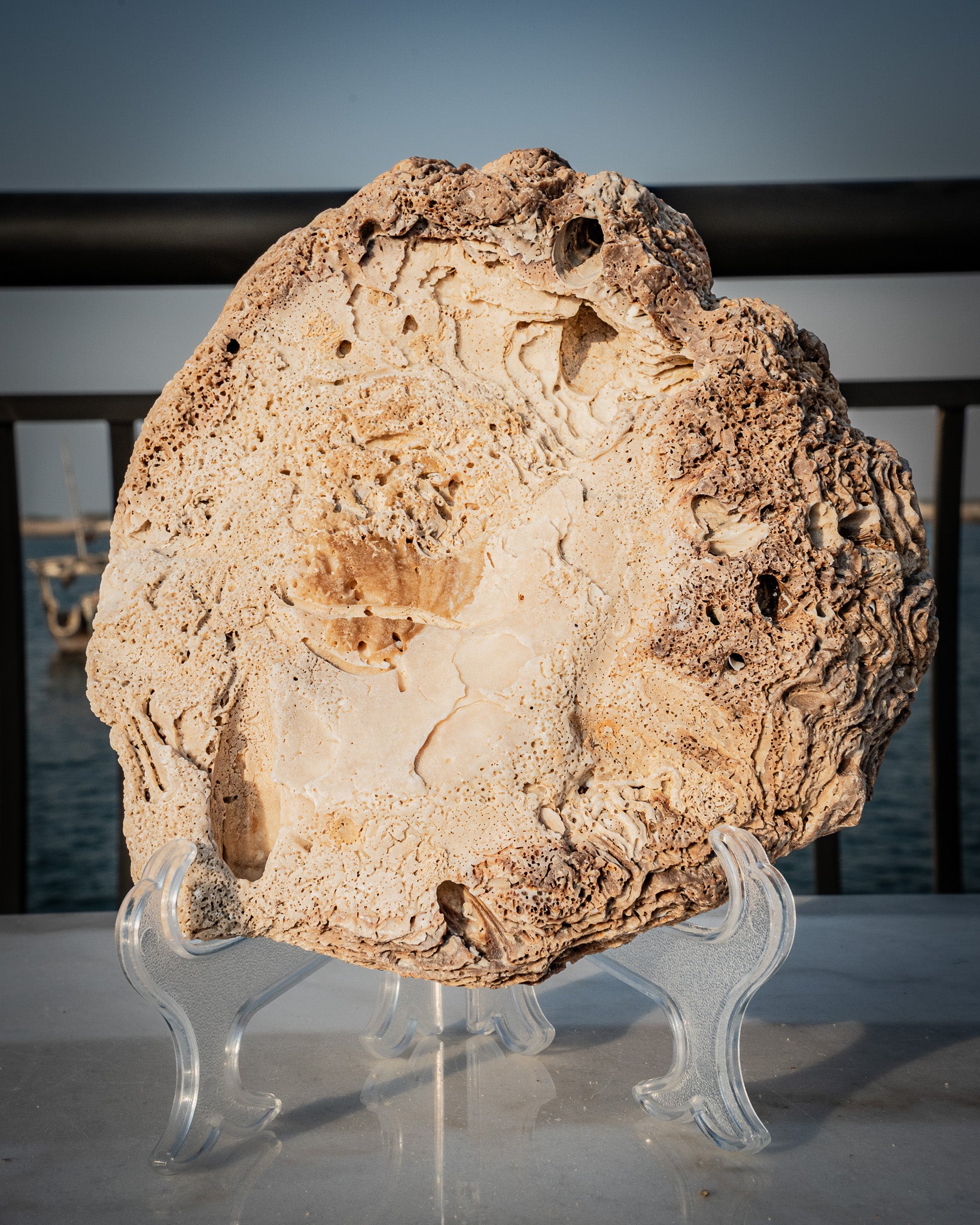 Incredibly rare large natural oyster shell