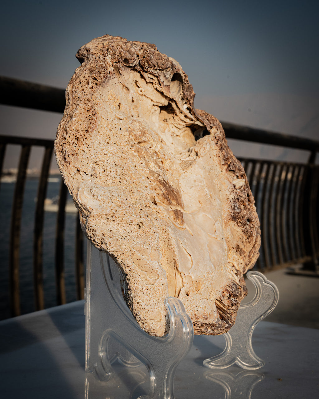 Incredibly rare large natural oyster shell