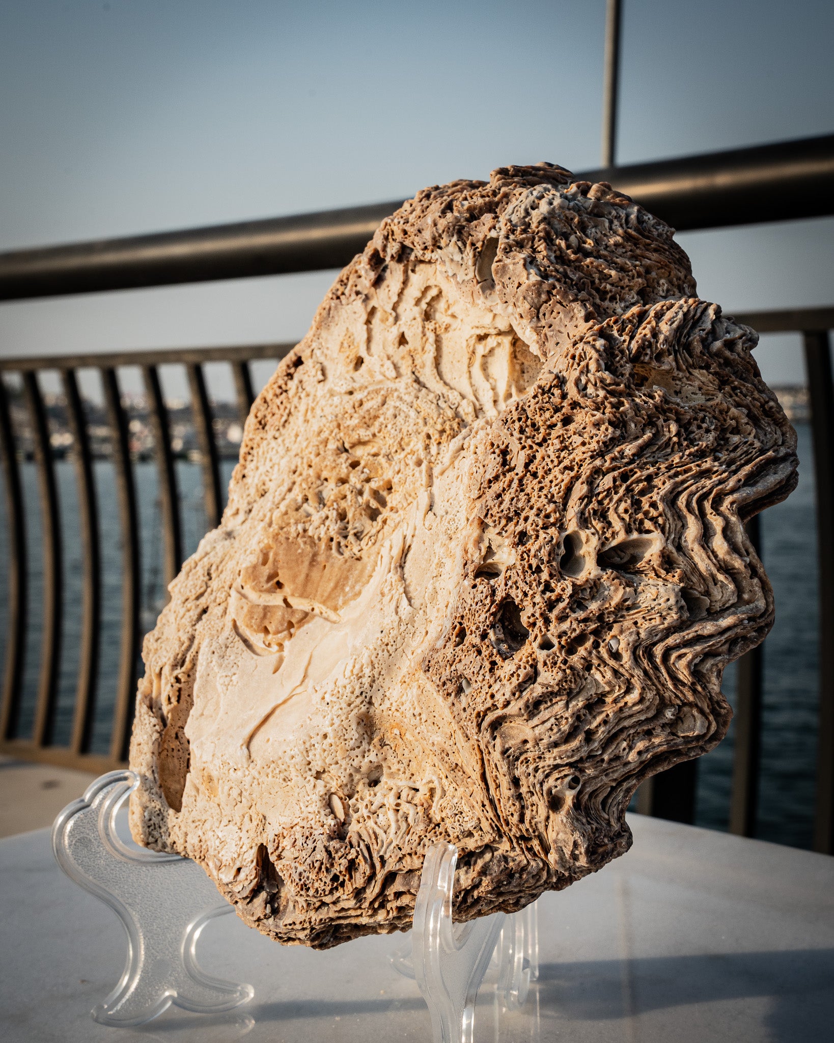 Incredibly rare large natural oyster shell