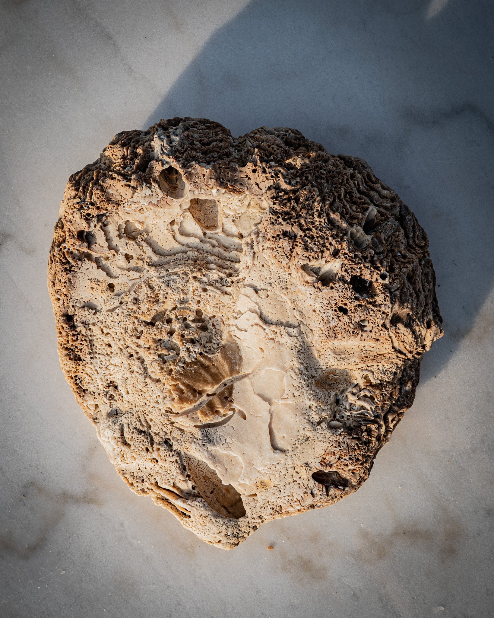 Incredibly rare large natural oyster shell