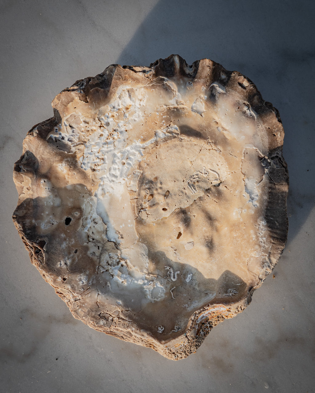 Incredibly rare large natural oyster shell