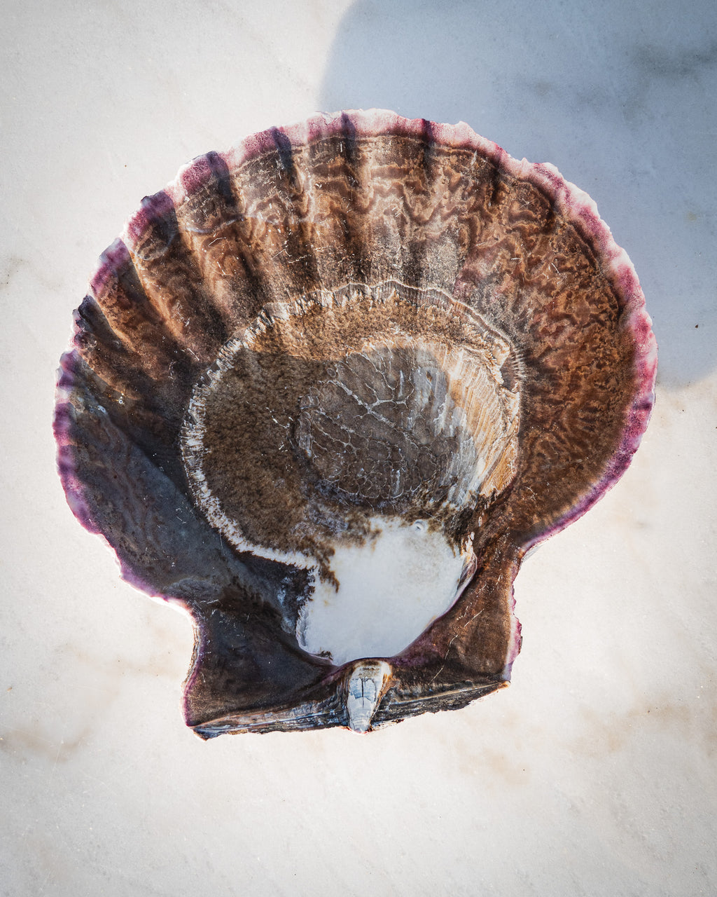 Natural XXL Scallop Shell 8x8 Inch