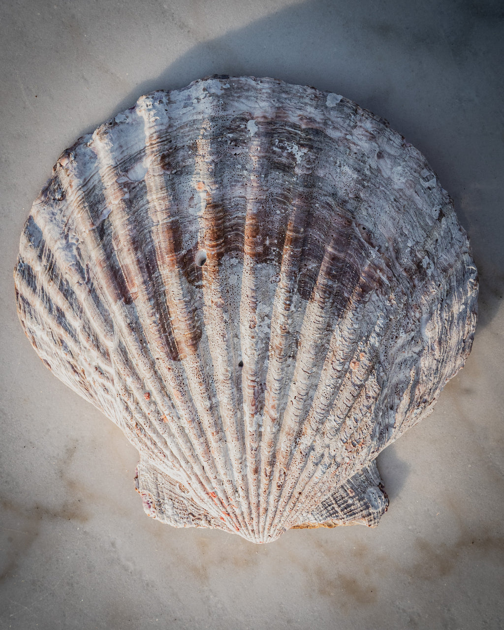 Natural XXL Scallop Shell 8x8 Inch
