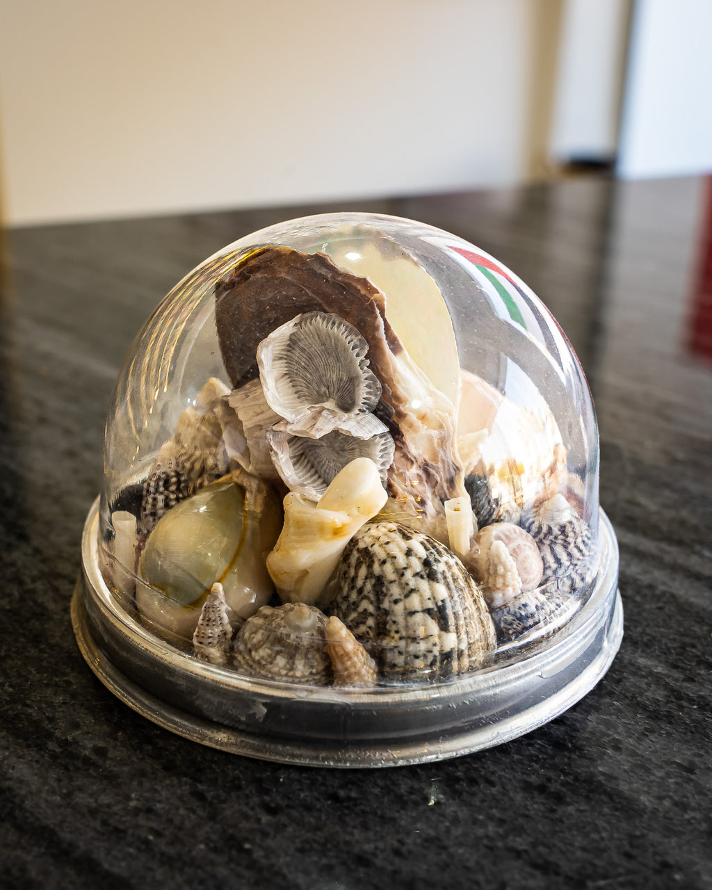 Shell Dome
