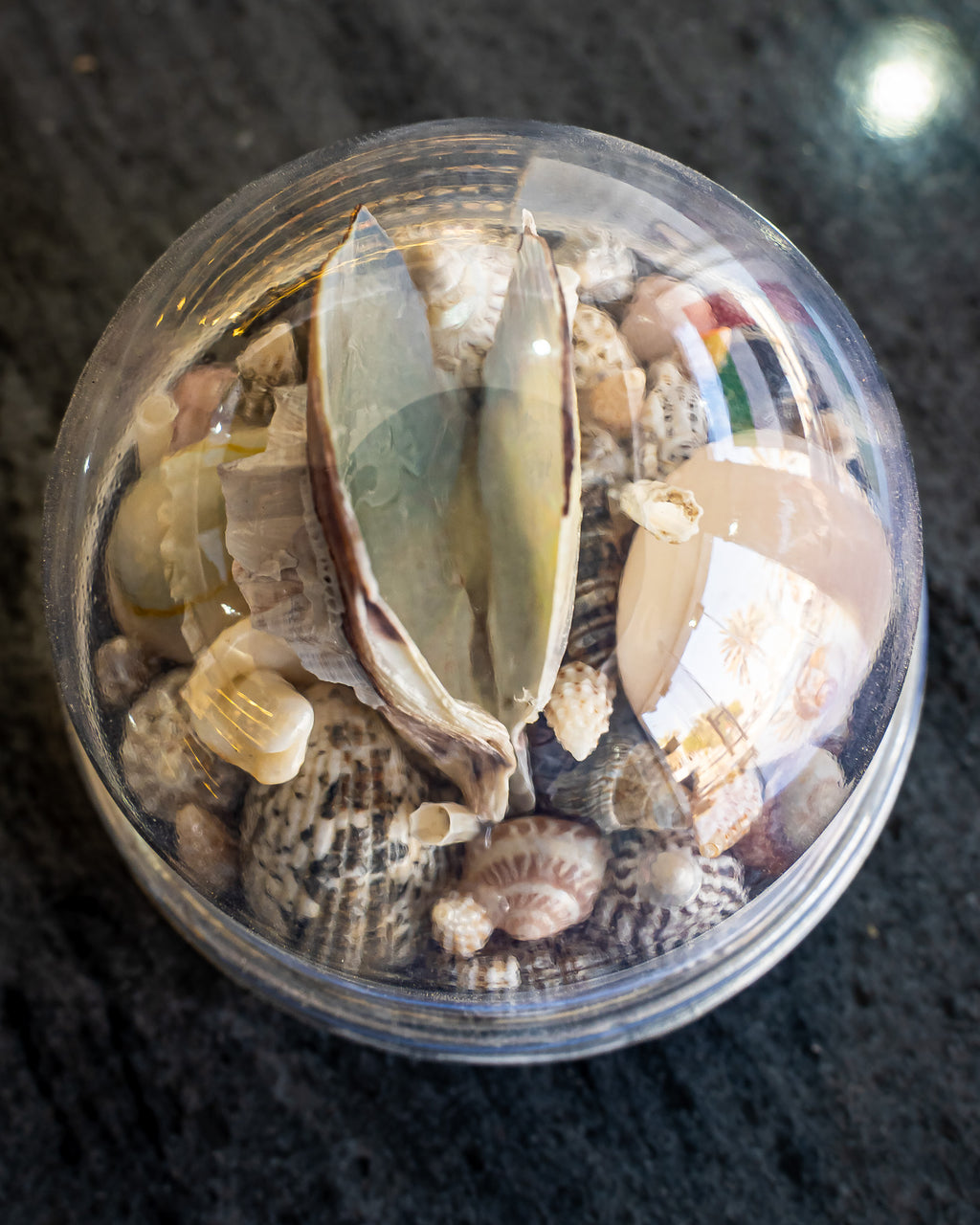 Shell Dome